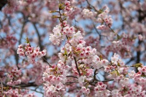 桜色でとてもかわいいです♪