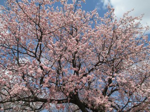 取手名物の早咲き桜です